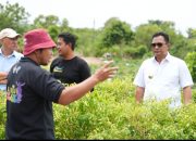 Inspirasi Kawasan Terpadu Cabe Salo Dua Enrekang,Akan Dikembangkan di Sulbar