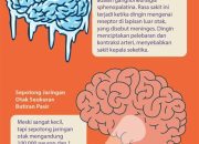 Otakmu Tak Lagi Muda: Fakta Mengejutkan Tentang Penuaan Otak