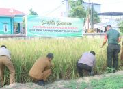 Polsek Tanasitolo Pesta Panen Sebagai Dukungan Program Pemerintah, Pemanfaatan Lahan Bergizi