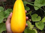 Timun Suri & Puasa: Atasi Asam Lambung? Benarkah?