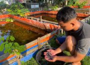 Good Job !! Peternak Muda Asahan Sukses Raih Omset Besar, Kini Adit Jual Bibit Ikan Dan Cacing Sutra