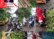 Gemmako Asahan Sumut Ri Minta Pemkab Asahan Untuk Menebangi Pohon Besar/Tua Di Sepanjang Pinggir Jalan Si Umbut-Umbut Agar Tidak Ada Jatuh Korban
