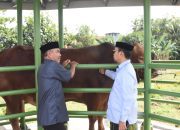 Presiden Prabowo Sumbangkan Sapi Limosin 806 Kg untuk Kurban Idul Adha di Soppeng