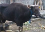 Jelang Idul Adha Pemprov Sulbar Bersama 16 OPD Kurban,Akan Dibagikan ke Masyarakat dan Daerah Terdampak Stunting