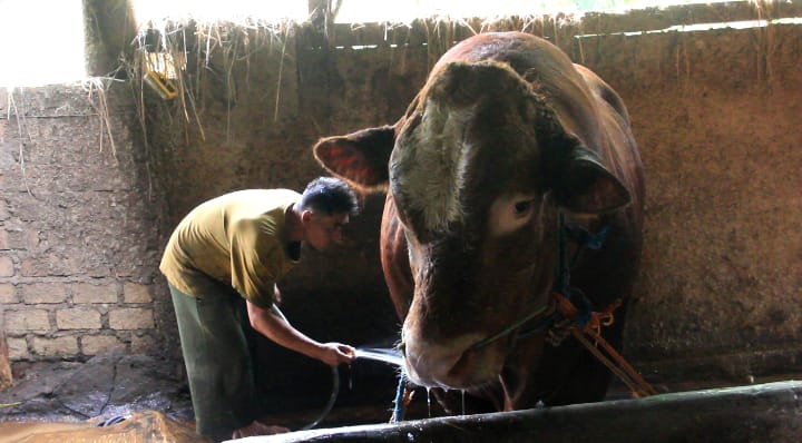 Sapi Sumbangan Presiden Prabowo Mandi Sehari Dua Kali
