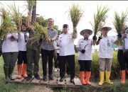 Wagub Sulbar Pesta Panen Padi di Kalukku,Dorong Strategi Jangka Panjang