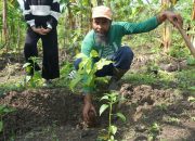 15 Ribu Pohon Ditanam di Jabungan, Warga Masih Menanti Manfaat Ekonomi