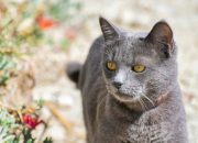 Fakta Menarik Kucing Busok Ras Kucing Asli Indonesia