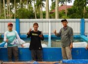 Bantuan Bibit Ikan Nila DKP Sulbar, Upaya Nyata Dukung Ekonomi dan Perangi Stunting