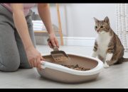 Jadwal Ganti Pasir Kucing Berdasarkan Jenisnya