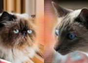 Sering Dikira Sama, Inilah Perbedaan Kucing Himalaya dan Siam