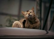 4 Cara Ampuh Mencegah Kutu Kucing Pada Peliharan Kamu