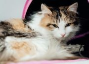 Cegah Kucing Diare Karena Salah Makan