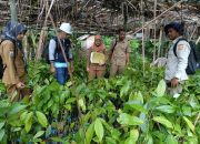 Dari Alu hingga Tinambung: Disbun Sulbar Pastikan Benih Kakao di Polman Sesuai Standar Mutu