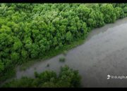 LindungiHutan Ajak Semua Pihak Tingkatkan Aksi Karbon Nyata di Hari Nol Emisi