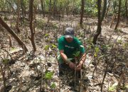 Warga Wonorejo Bangkitkan Ekonomi Lewat Rehabilitasi Mangrove Bersama LindungiHutan