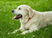 5 Ras Anjing Yang Cocok untuk Jadi Peliharaan