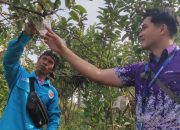BINUS @Malang Kembangkan Inovasi Teknologi Atasi Penyakit dan Hama pada Apel Manalagi