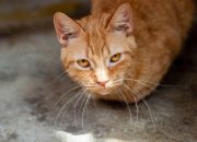 Hal yang Harus Dilakukan Saat Kucing Flu