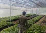 Dukung Peremajaan Kakao dan Ketersediaan Benih di Sulbar, Disbun Identifikasi Kebun Masyarakat di Tiga Kabupaten