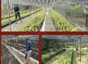 Dorong Swasembada Bibit Kakao, Dinas Perkebunan Sulbar Produksi 10.000 Bibit Kakao Unggul ICRI 08H untuk Petani