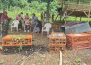 Distapang Sulbar Salurkan Bantuan Ayam KUB dan Sarana Pendukung di Kelurahan Bebanga