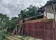 Pusdalops BPBD Sulbar Terima Laporan Kejadian Pohon Tumbang di Mamasa