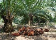 Pemda Pasangkayu Siap Fasilitasi Dialog antara Warga dan PT. Palma Sumber Lestari Guna Menjaga Stabilitas Kamtibmas