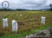 Panen Raya Pertama Setelah Puluhan Tahun, Petani Buttu Pana Rasakan Manfaat Irigasi Merata