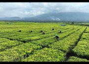 Ini Tanggapan PTPN IV Regional II soal Konversi Kebun Teh di Kabupaten Simalungun