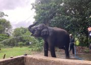 LindungiHutan Tanam Pohon di Way Kambas, Perkuat Habitat Gajah Sumatra yang Kian Menyusut