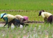 Kementerian PU Akselerasi Penyelesaian 15 Bendungan untuk Perkuat Kedaulatan Pangan Nasional