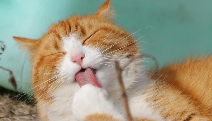 Berikut Cara Kucing Cepat Gemuk dengan Wet Food Bernutrisi