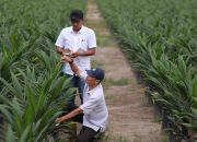 PalmCo, Subholding Holding Perkebunan Nusantara, Cetak Capaian Tertinggi dalam Program Peremajaan Sawit Rakyat