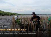 Abrasi Ancam Makassar, LindungiHutan Ajak Publik Berdonasi Pohon untuk Rehabilitasi Pesisir Untia