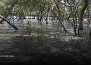 Sedekah Pohon LindungiHutan Dorong Aksi Nyata Pulihkan Ekosistem Pesisir Surabaya