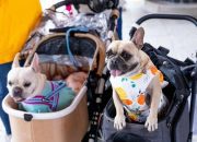 5 Mall Pet Friendly di Jakarta untuk Mengisi Akhir Pekan