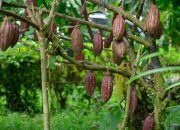 Luwu Utara Terima Bantuan Perluasan Tanaman Kakao 2.500 Hektare