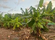 Kampung Reforma Agraria Baumata di Kupang, Capai Kemandirian Ekonomi Melalui Budidaya Pisang Cavendish