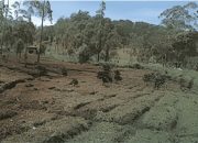 LindungiHutan Buka Lima Lokasi Penanaman Baru, Pangalengan Jadi Titik Reforestasi Jawa Barat