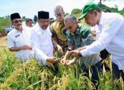 PTPN IV PalmCo Dorong Ketahanan Pangan Lewat Pola Tumpangsari Sawit–Padi