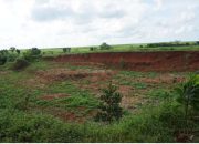 Dari Lahan Tandus ke Desa Produktif, Koranji Subang Bersama LindungiHutan