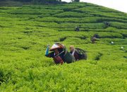 Holding Perkebunan Nusantara Perkuat Komoditas Strategis Melalui Replanting 14.000 Hektare PTPN I Regional 2