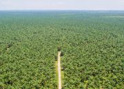 Regulasi Baru Perkuat Kewajiban Deteksi Dini Kebakaran Lahan Perkebunan