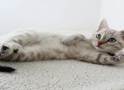 Tutorial Melatih Kitten Pup di Litter Box