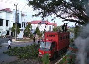 Respons Cepat : Regu 4 Posko Siaga Darurat BPBD Sulbar Pangkas Pohon di Area Posko untuk Keselamatan