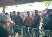 Pantau Harga Pangan, Gubernur Sulbar Temukan Kenaikan Harga Bawang Merah dan Ayam