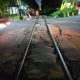KAI Daop 8 Surabaya Lakukan Perbaikan Perlintasan Sebidang JPL 36 Jalan Deltasari, Pengendara Diimbau Antisipasi