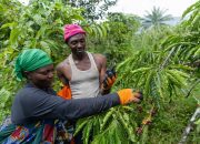 Rp53 Triliun Ekspor Pertanian Afrika Timur Terancam, Hanya 15% Pelaku Usaha Siap Penuhi Aturan Ketertelusuran Uni Eropa