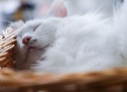 Biaya Tak Terduga dalam Merawat Hewan Peliharaan